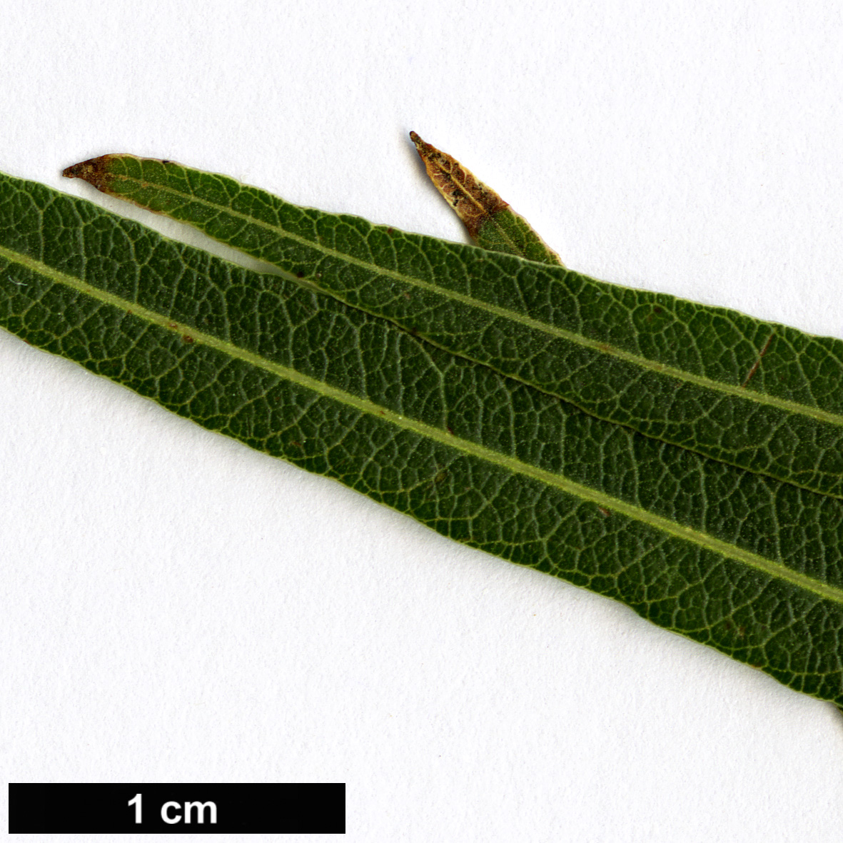 High resolution image: Family: Anacardiaceae - Genus: Searsia - Taxon: lancea